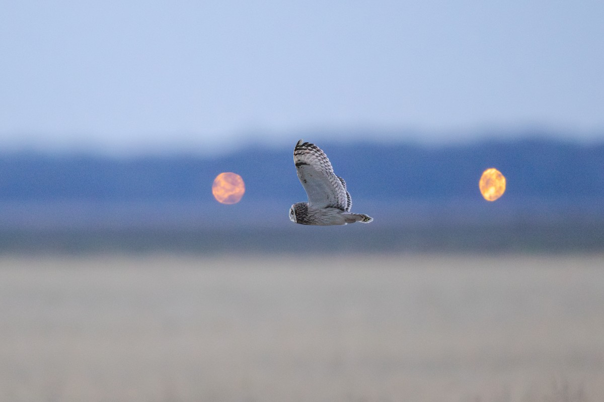 Short-eared Owl - ML646046421