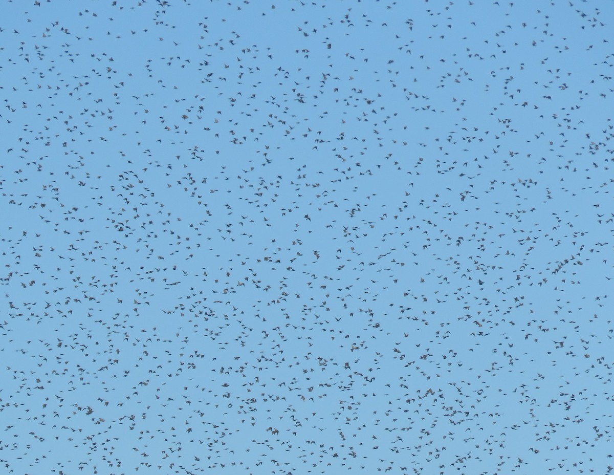 Шпак звичайний - ML646046423