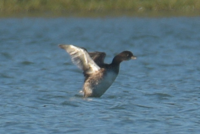 Pied-billed Grebe - ML646046424