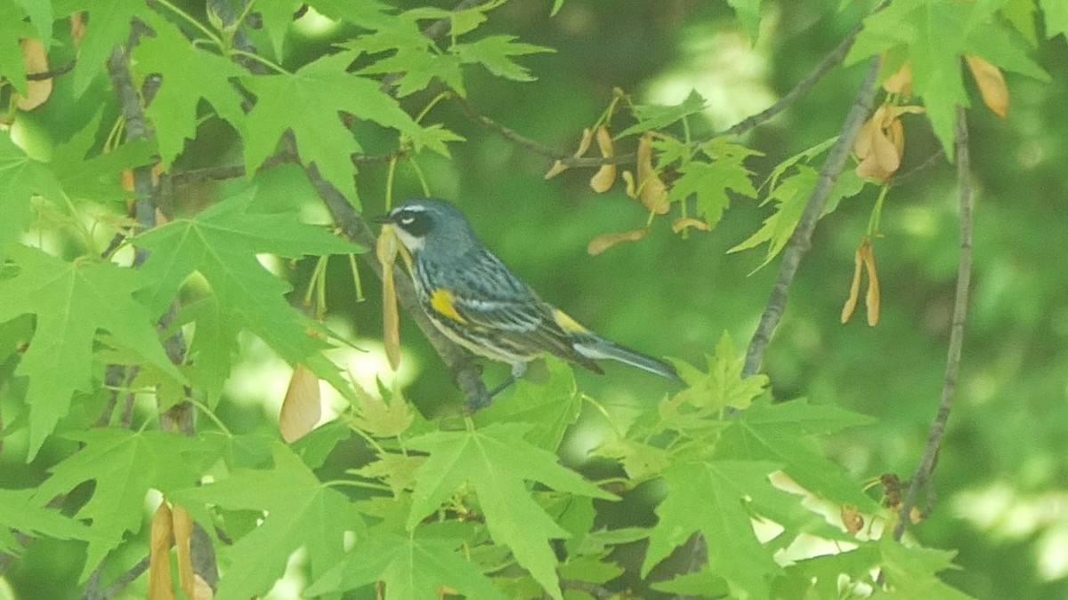 Yellow-rumped Warbler - ML646046425
