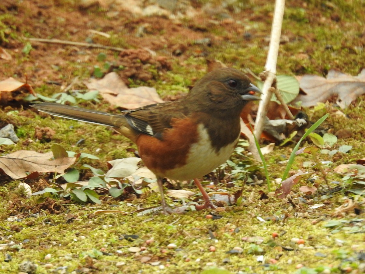 Eastern Towhee - ML646046430