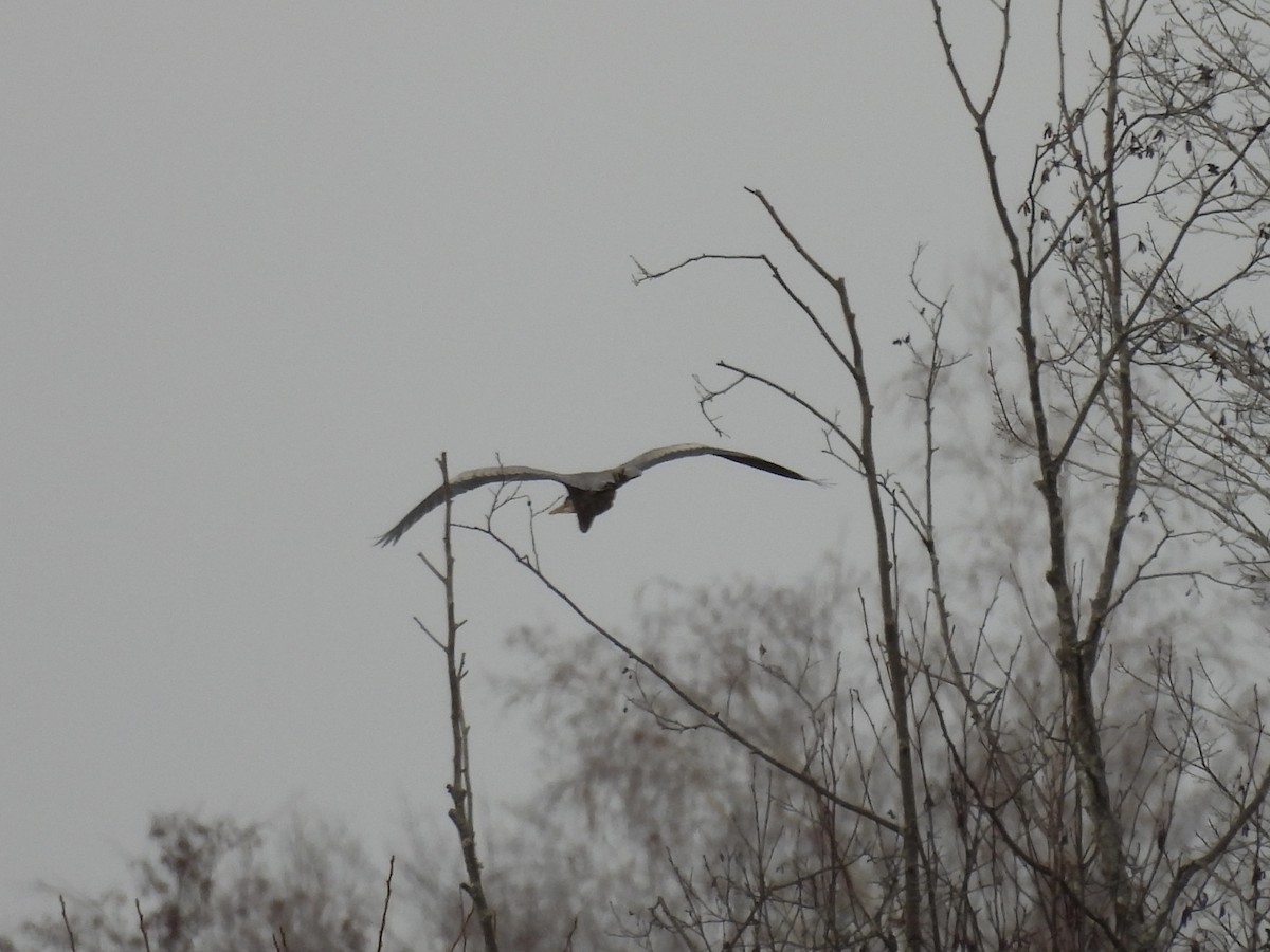Great Blue Heron - ML646046431