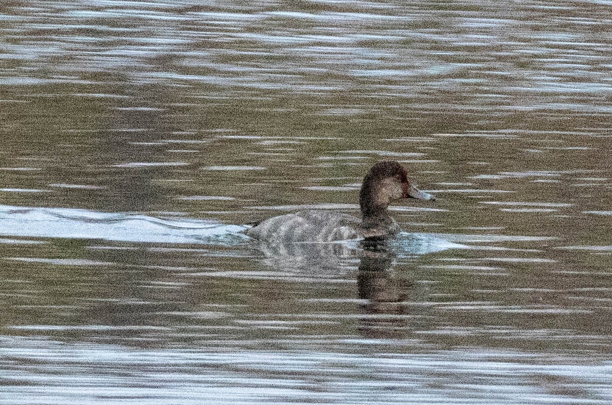 Redhead - ML646046432