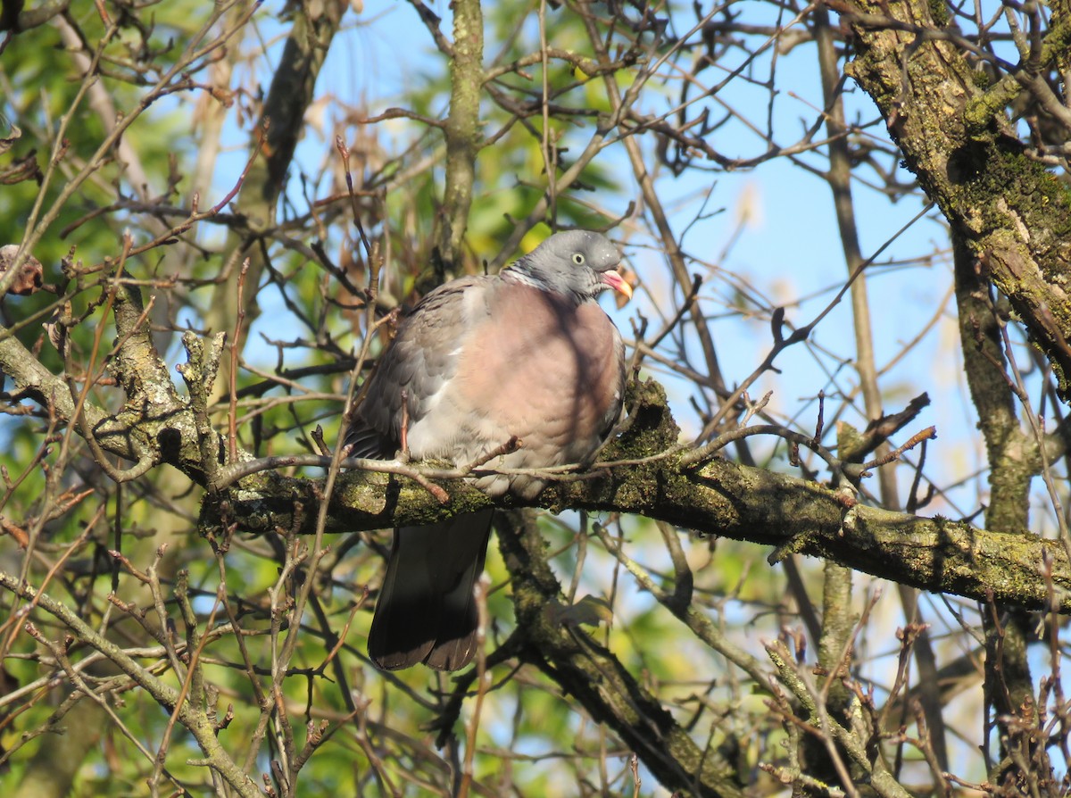 Common Wood-Pigeon - ML646046440