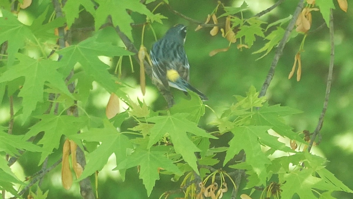 Yellow-rumped Warbler - ML646046442