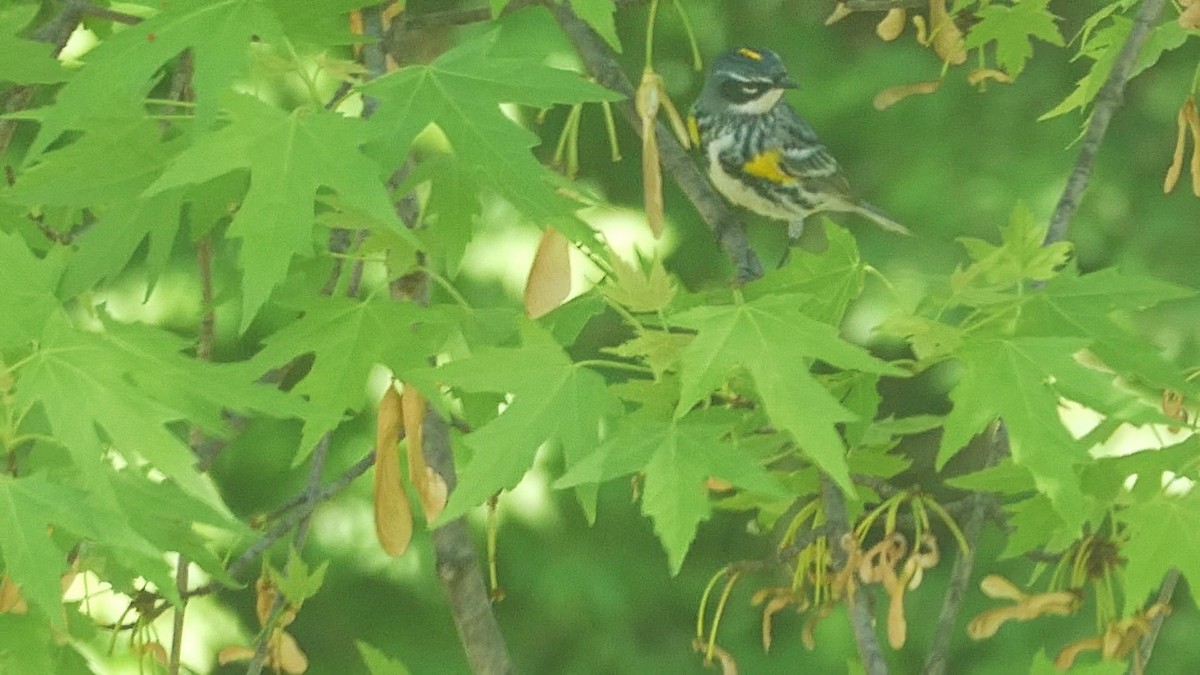 Yellow-rumped Warbler - ML646046443
