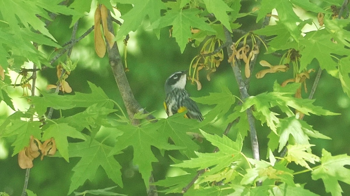Yellow-rumped Warbler - ML646046444