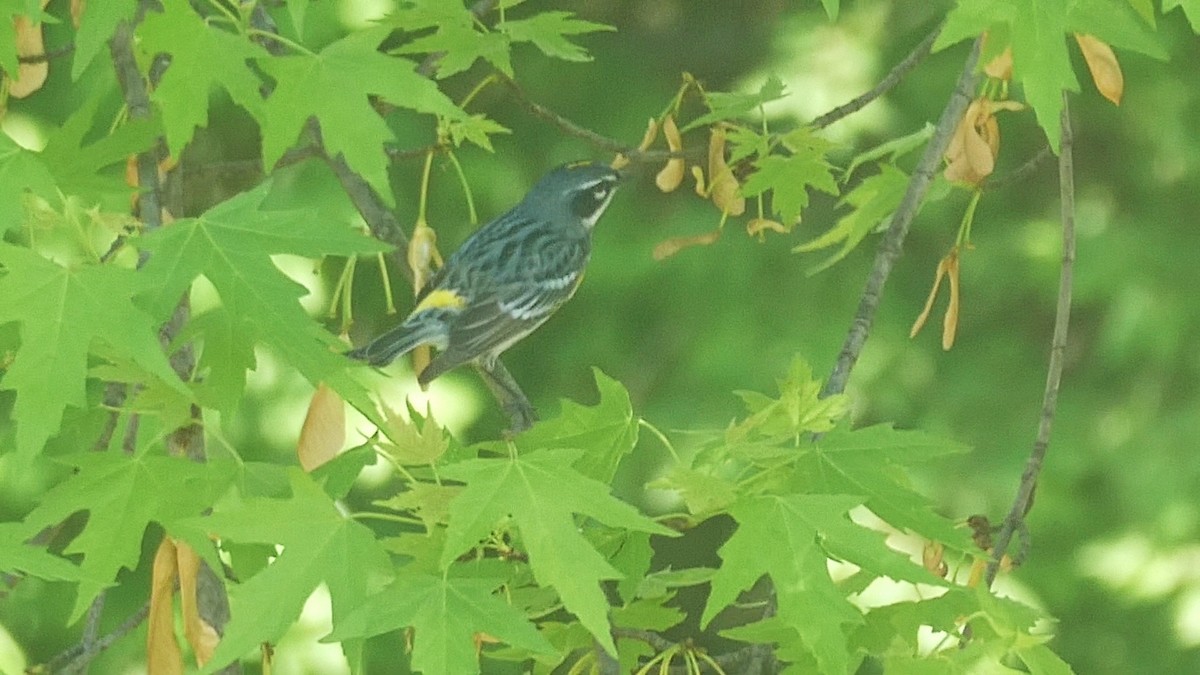 Yellow-rumped Warbler - ML646046445