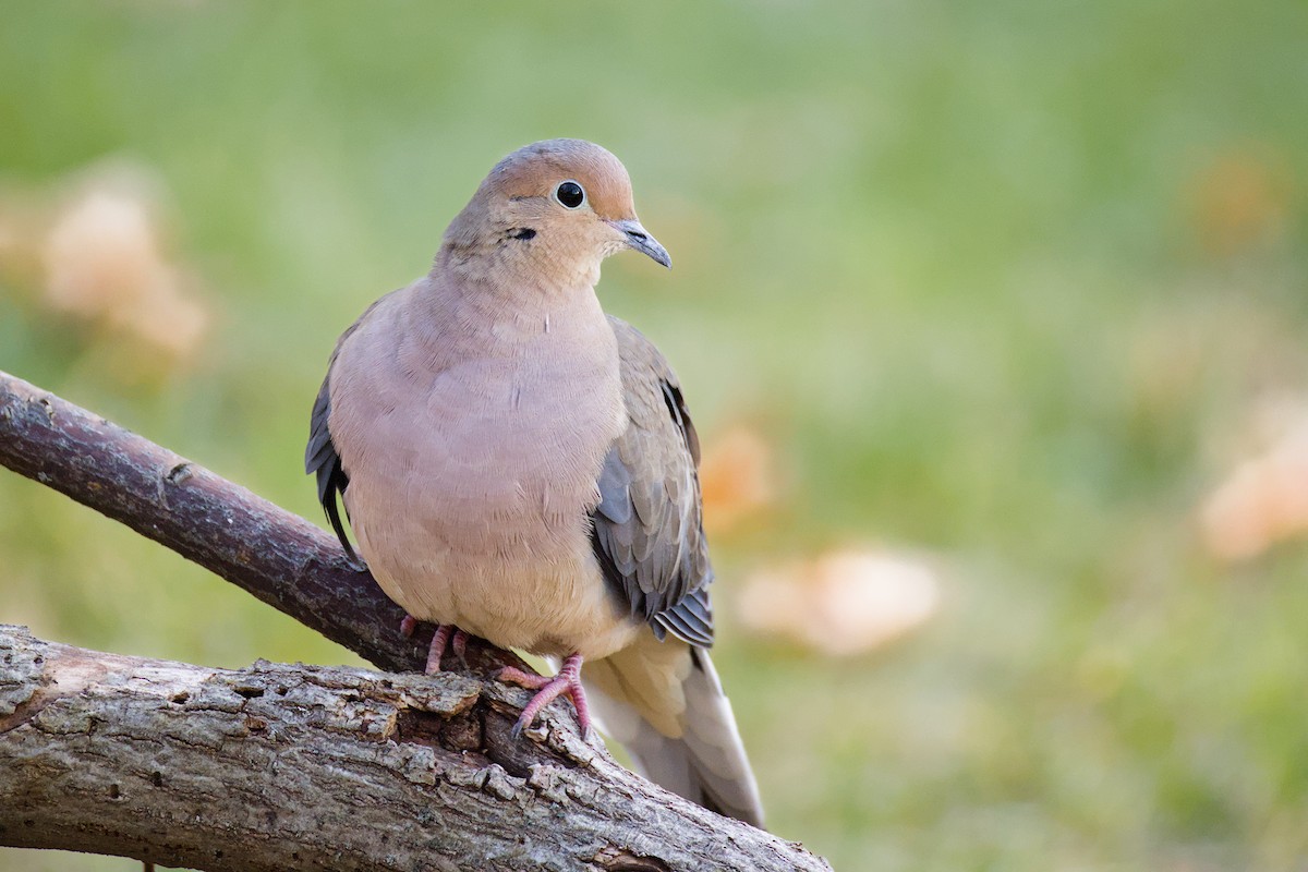 ナゲキバト - ML646046447