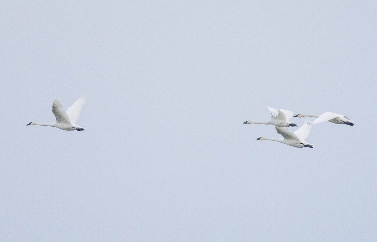 Trumpeter Swan - ML646046449