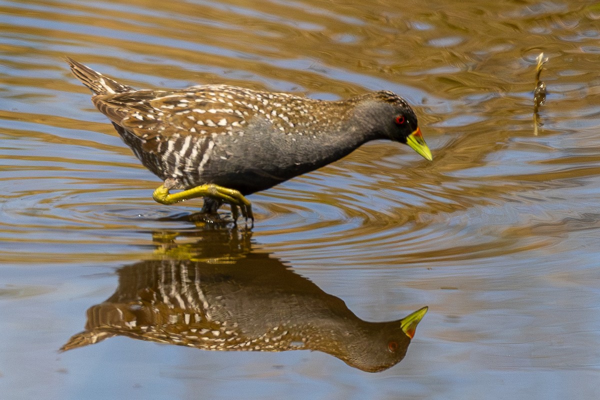 Australian Crake - ML646046450