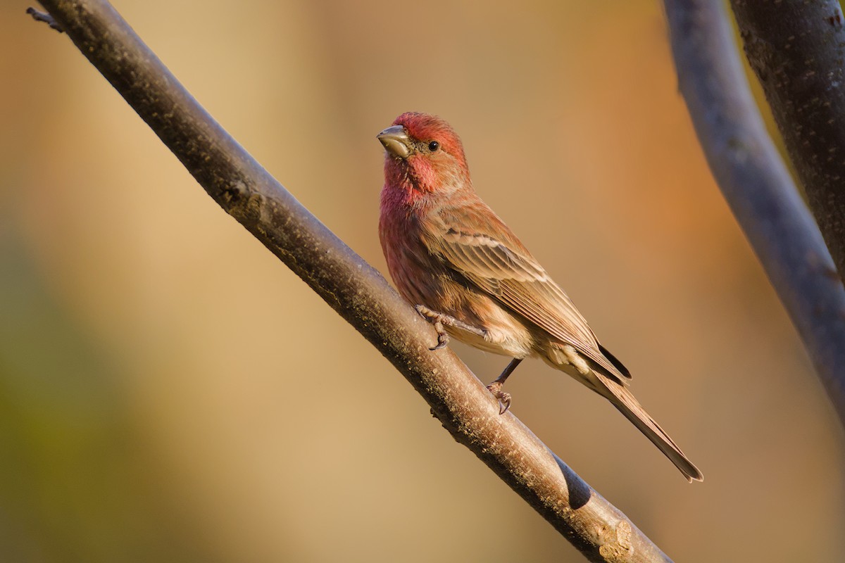House Finch - ML646046453