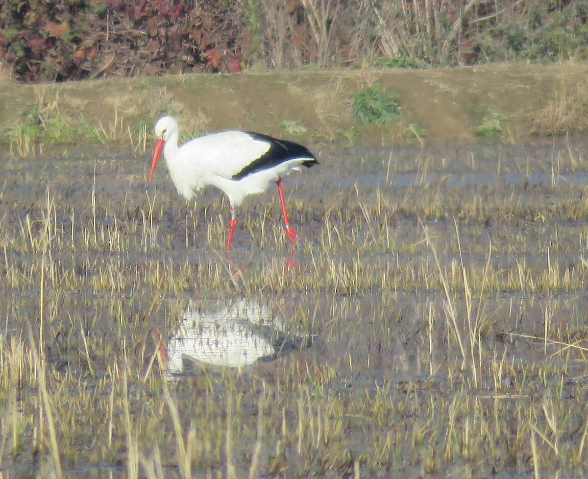White Stork - ML646046454