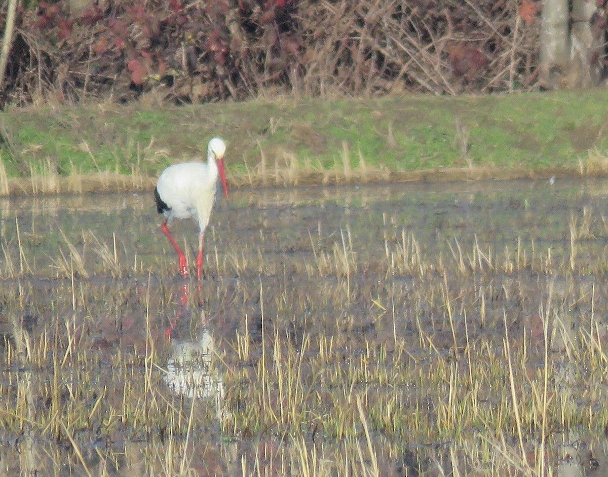 White Stork - ML646046457