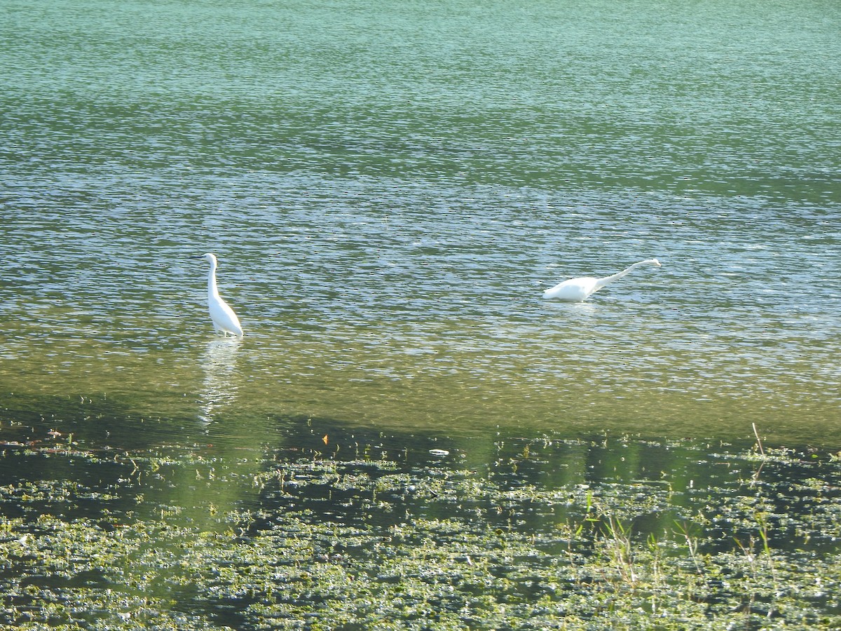 Little Egret - ML646046465