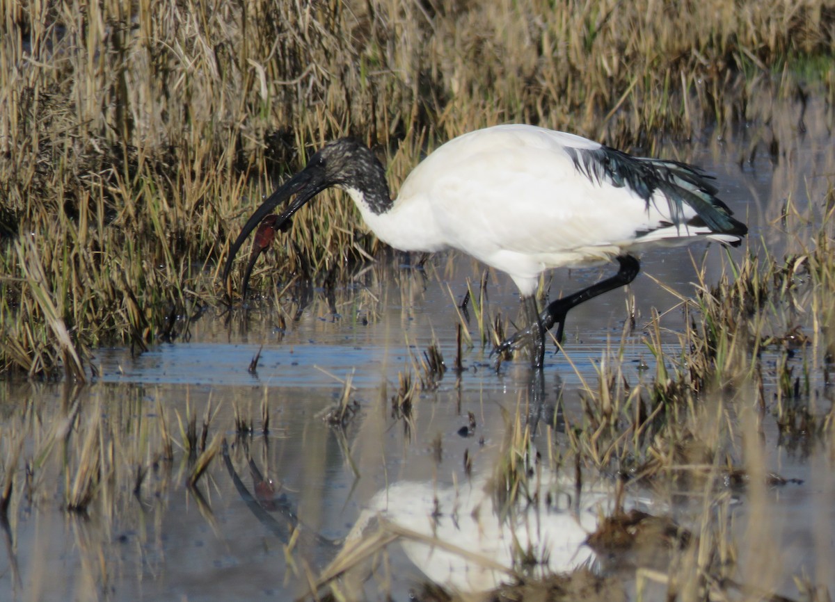 埃及聖䴉 - ML646046466