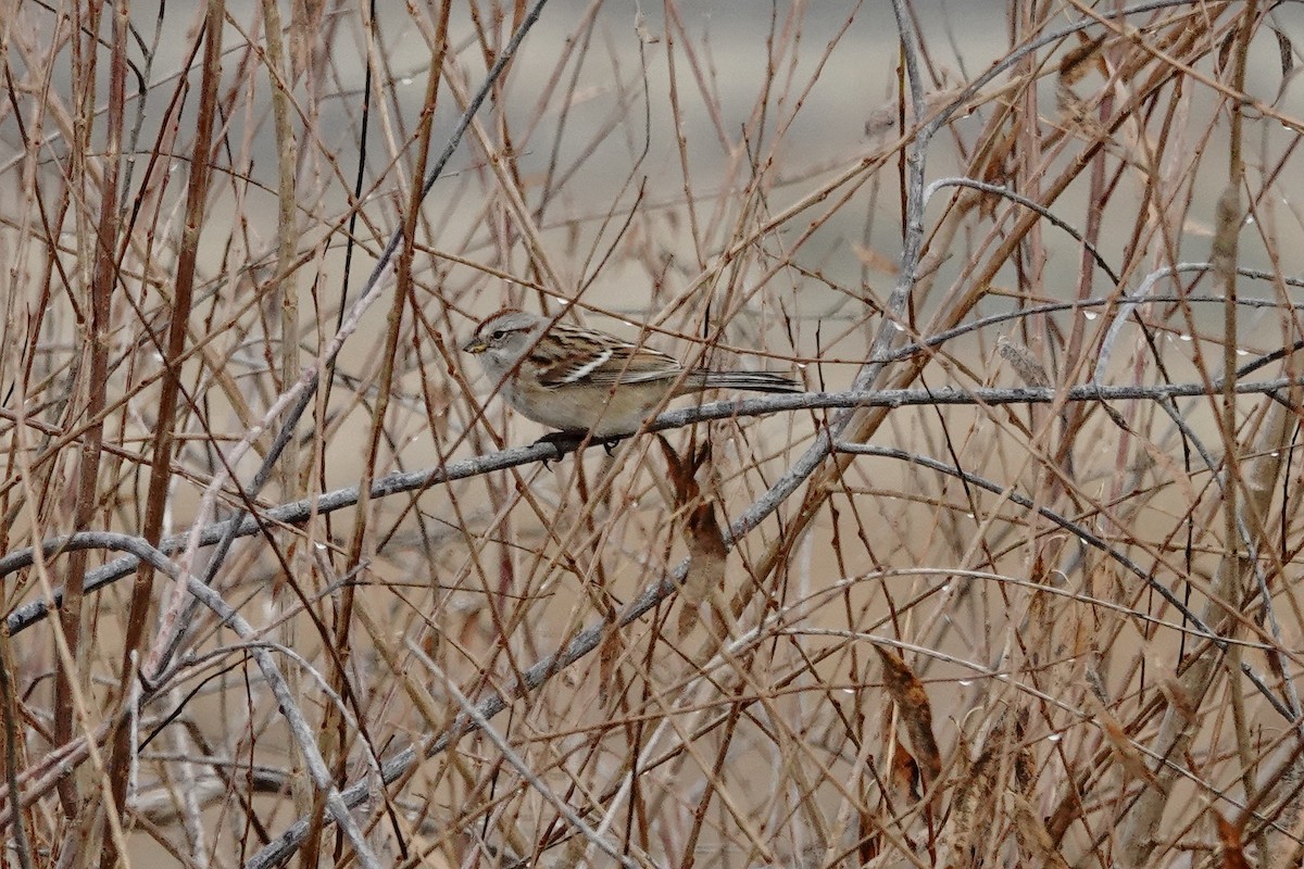 Chingolo Arbóreo - ML646046475