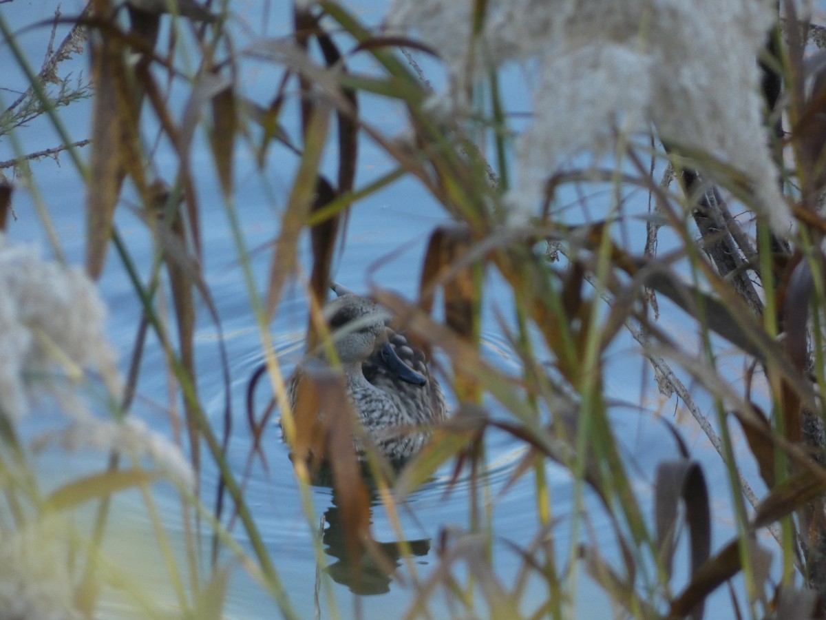 Marbled Duck - ML646046476