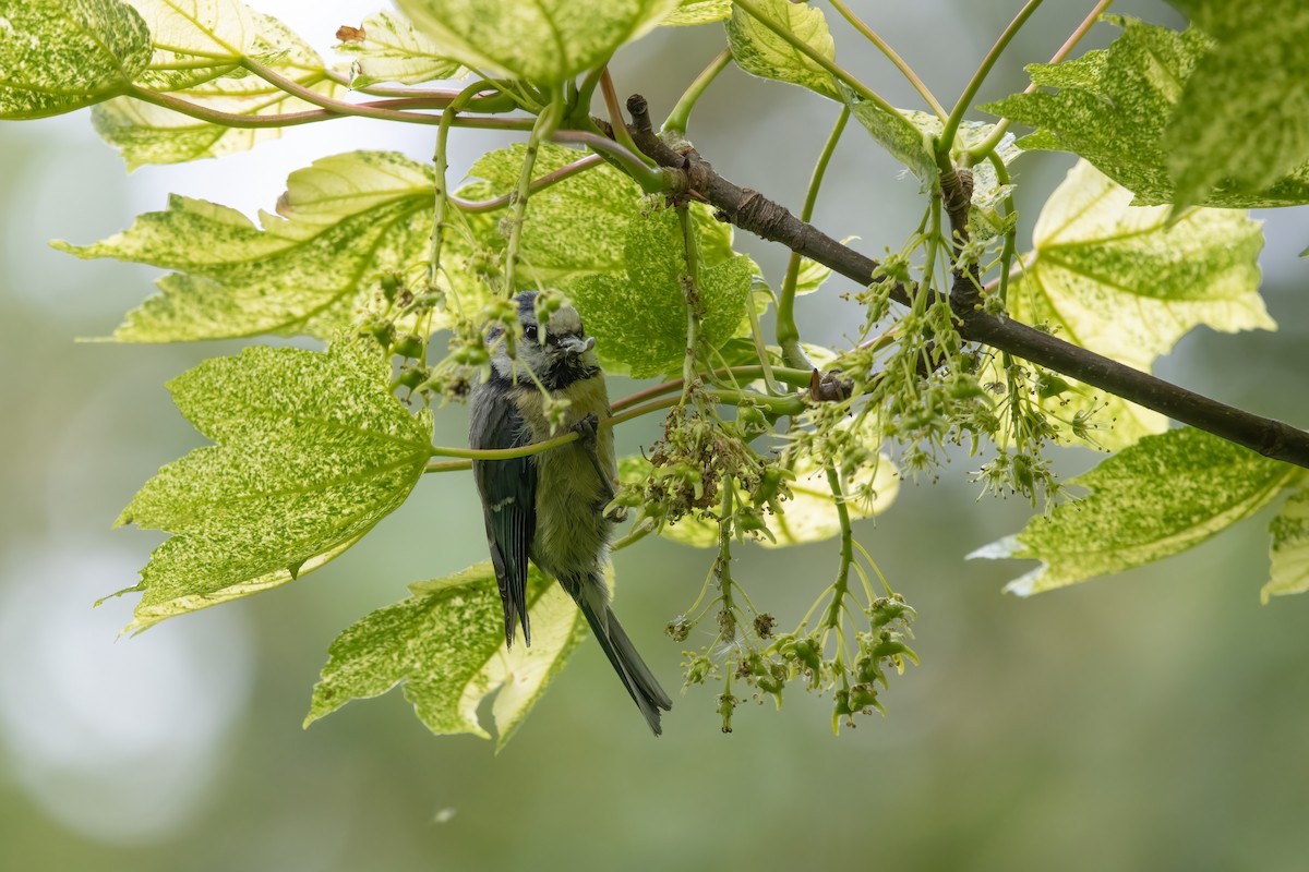 Herrerillo Común - ML646046480