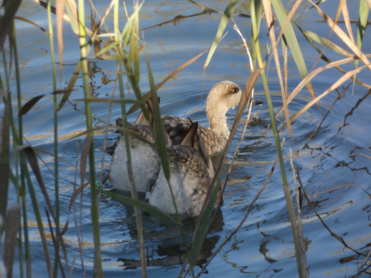 Marbled Duck - ML646046483