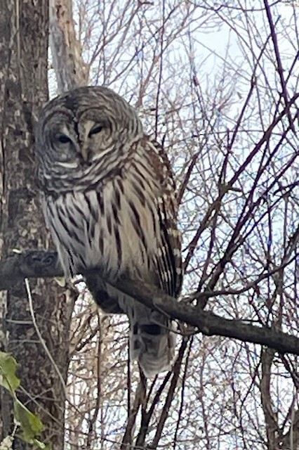 Barred Owl - ML646046489