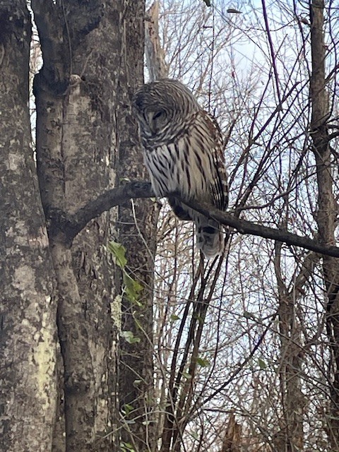 Barred Owl - ML646046490