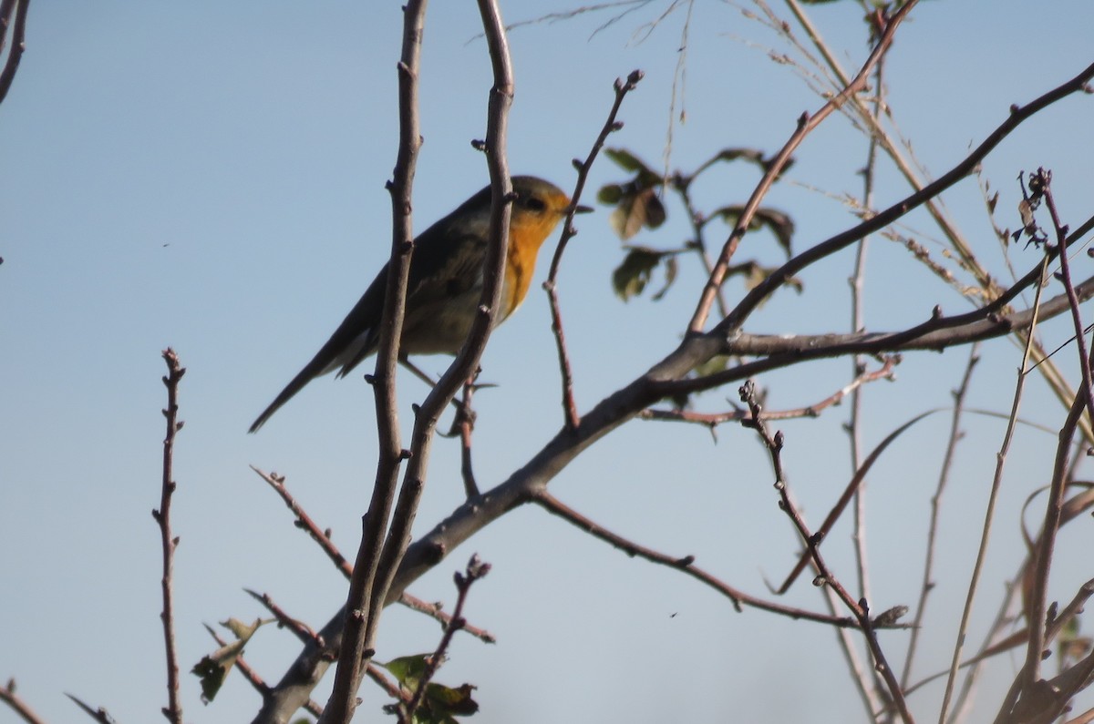 European Robin - ML646046491