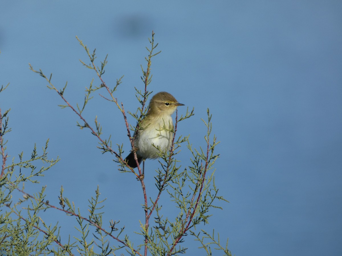 Common Chiffchaff - ML646046497