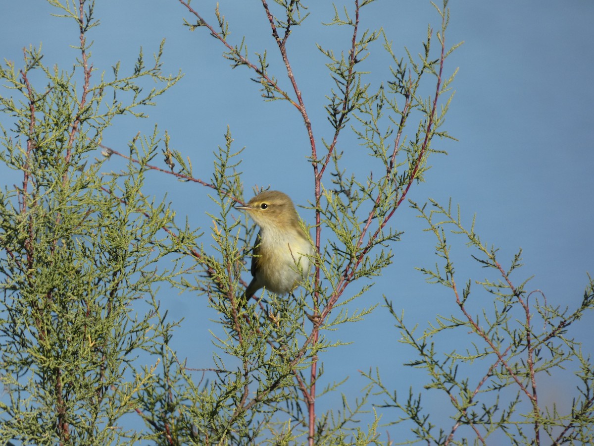 Common Chiffchaff - ML646046498
