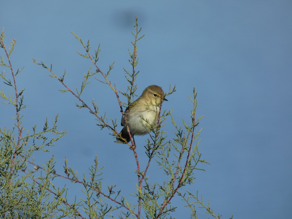 Common Chiffchaff - ML646046499