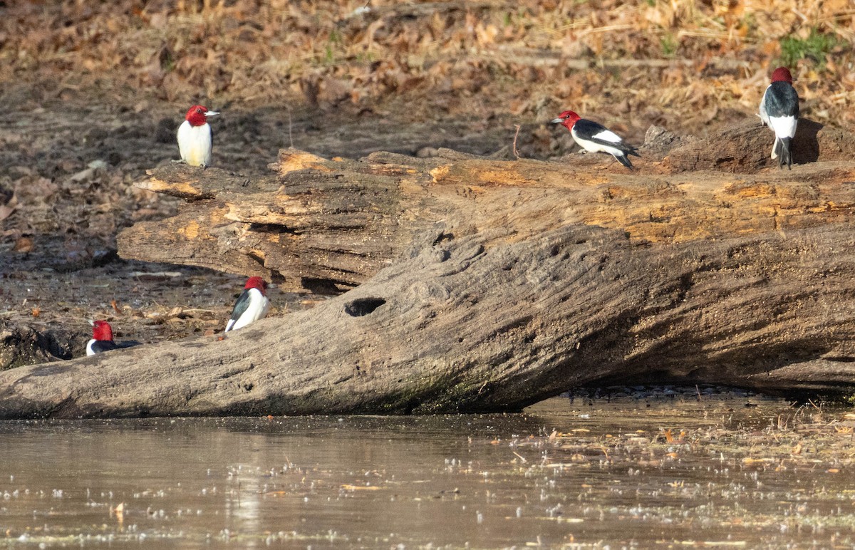 Red-headed Woodpecker - ML646046500