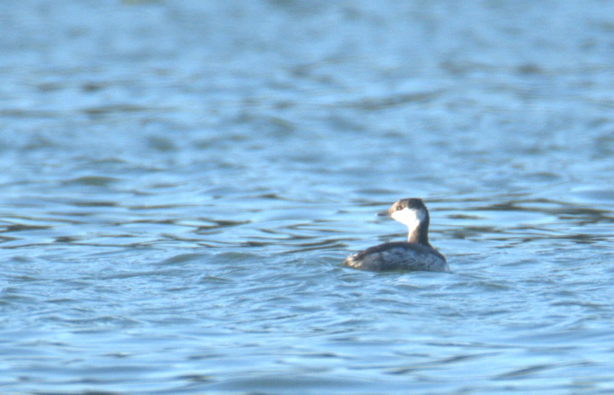 Красношейная поганка - ML646046501