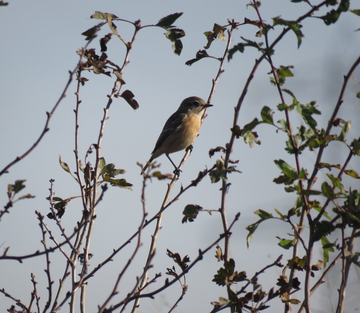 European Stonechat - ML646046502