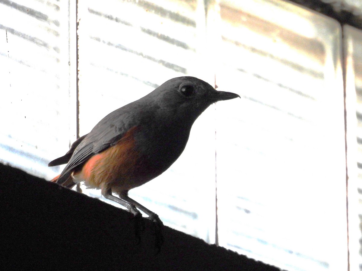 Forest Rock-Thrush (Benson's) - ML646046506