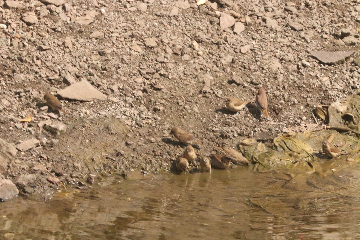 白喉文鳥 - ML646046507