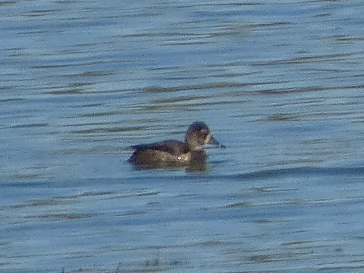 Ring-necked Duck - ML646046509