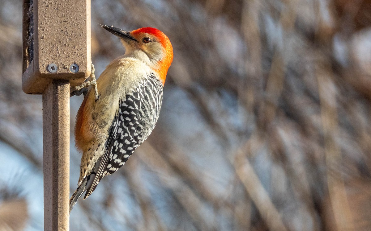 Red-bellied Woodpecker - ML646046514