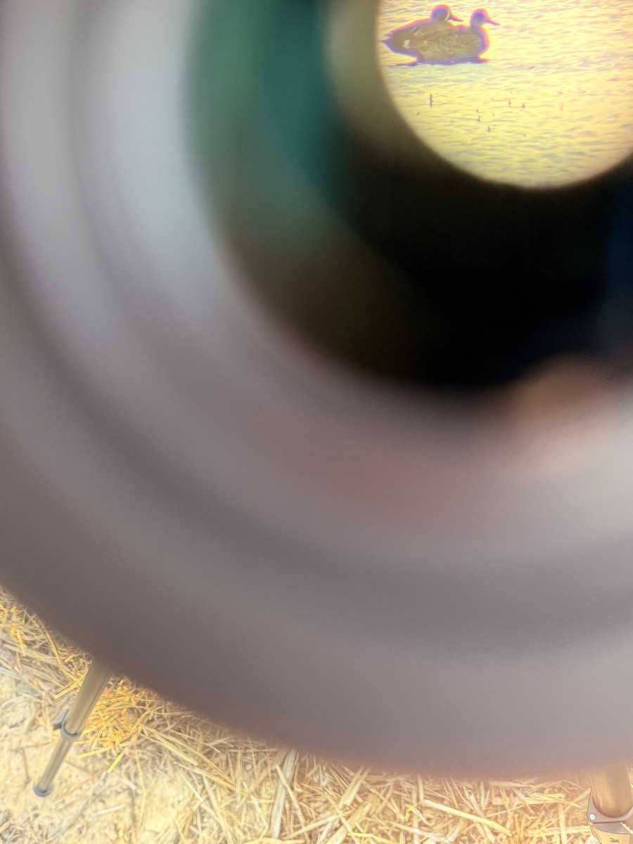 Blue-winged Teal - ML646046515