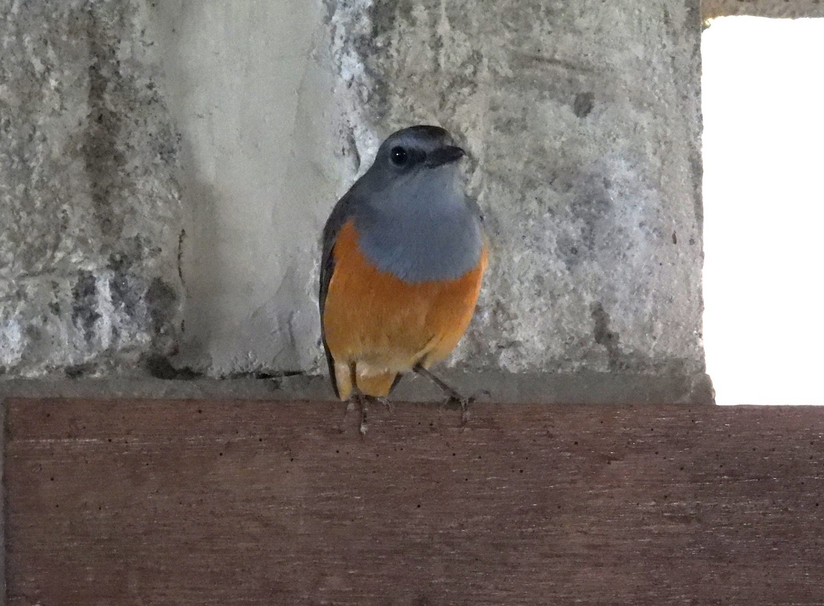Forest Rock-Thrush (Benson's) - ML646046520
