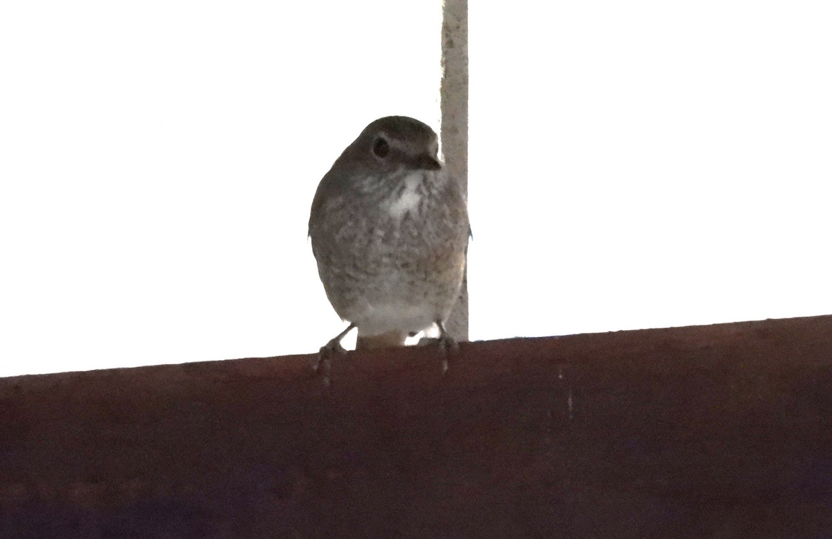 Forest Rock-Thrush (Benson's) - ML646046521