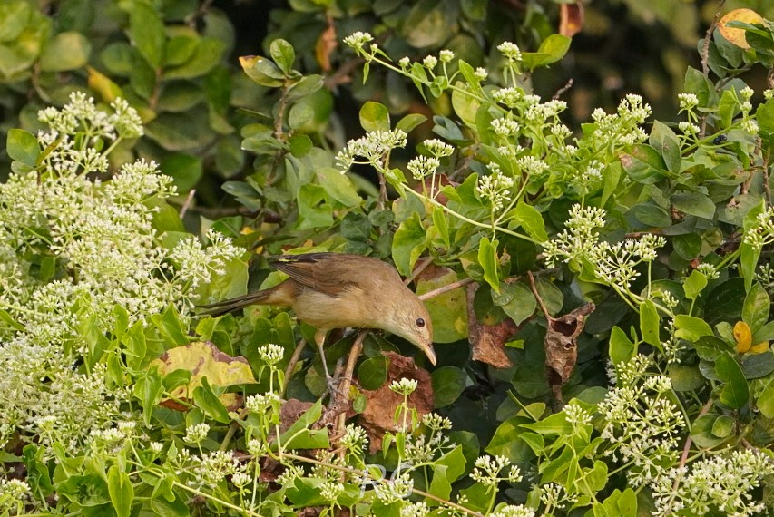 Очеретянка товстодзьоба - ML646046522