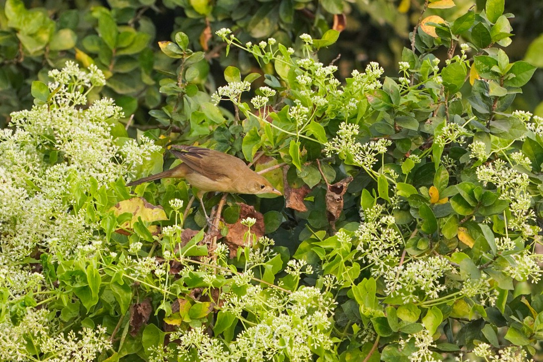 Очеретянка товстодзьоба - ML646046523