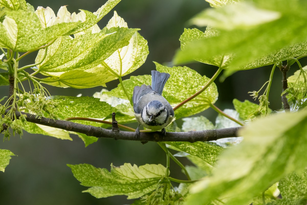 Herrerillo Común - ML646046535