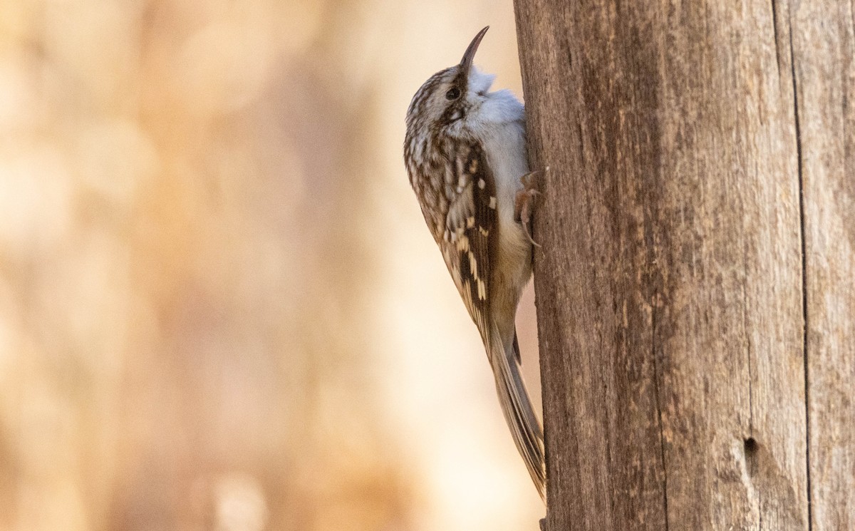 Brown Creeper - ML646046545