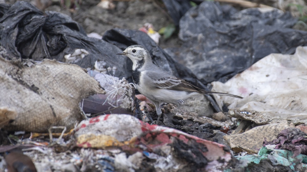 White Wagtail - ML646046546