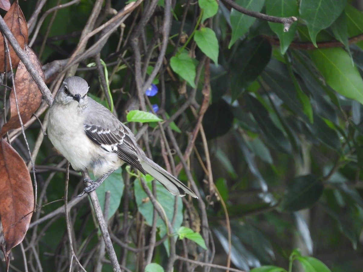 Kuzeyli Taklitçi - ML646046547