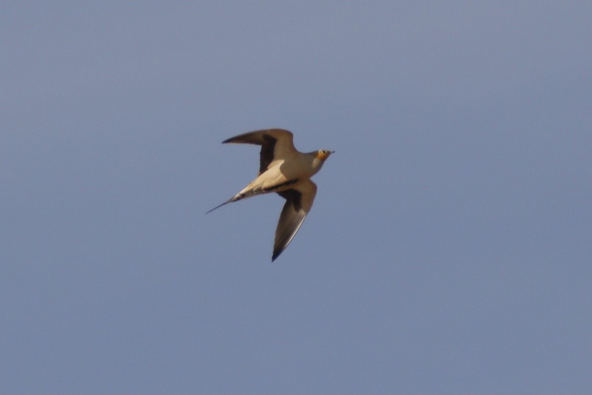 Spotted Sandgrouse - ML646046548