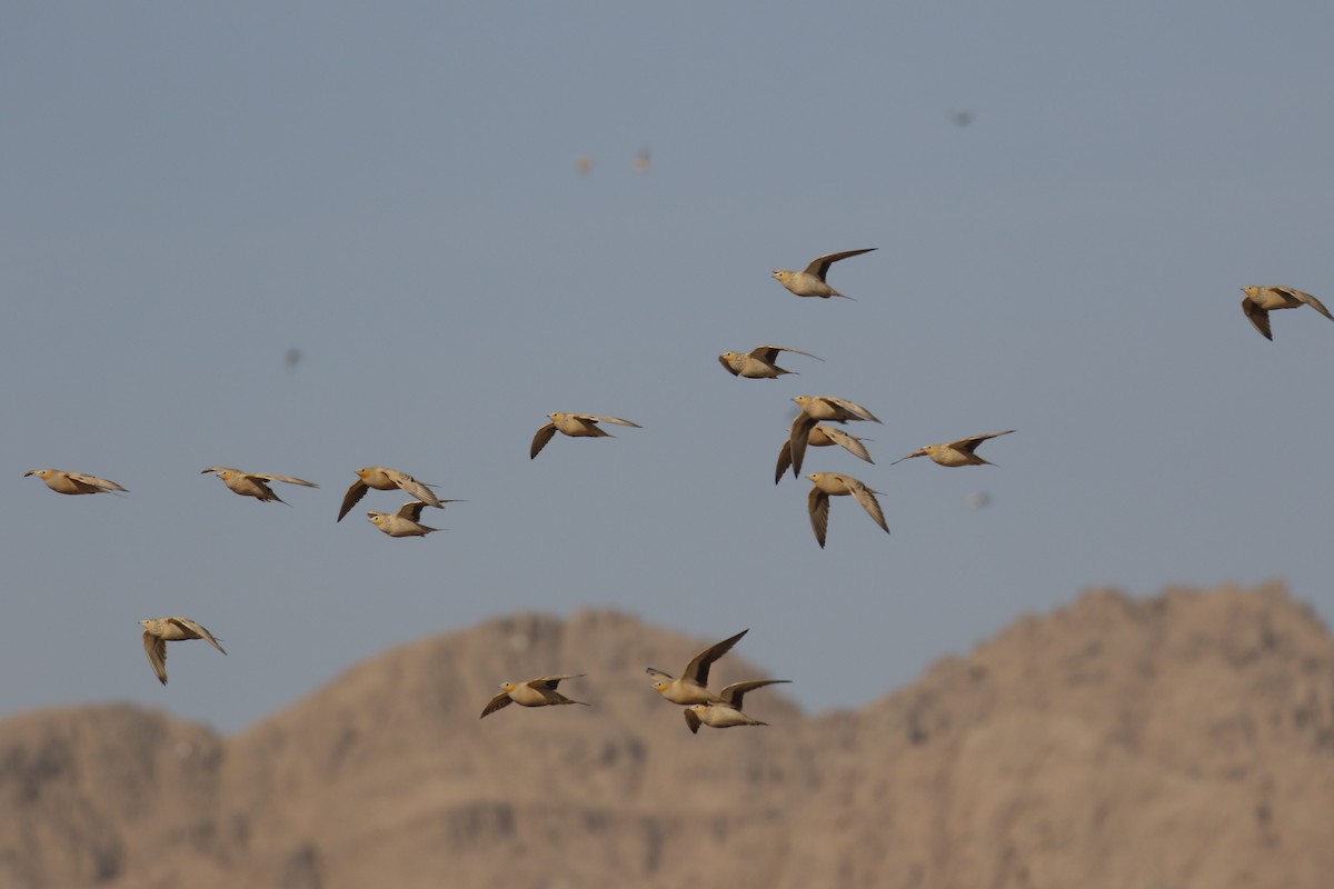Spotted Sandgrouse - ML646046549