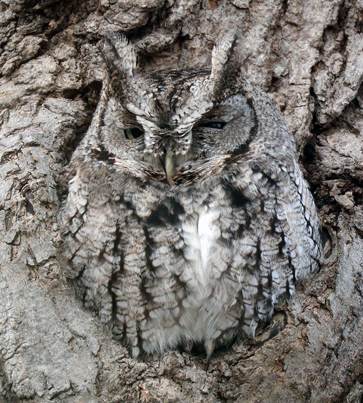 Eastern Screech-Owl - ML646046551