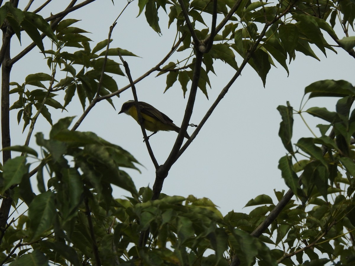 Красношапочный бентеви - ML646046557